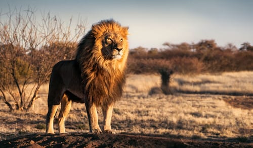 Safair Tour Africa - Book an African Safari experience lion and other Big 5