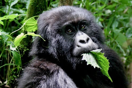 Gorilla Trekking in Rwanda - Experience the Gorillas in Rwanda on your African Tour
