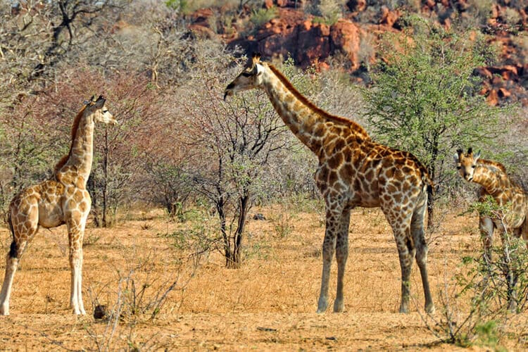Experience Captivating Wildlife Adventures on Namibia Safari Tours