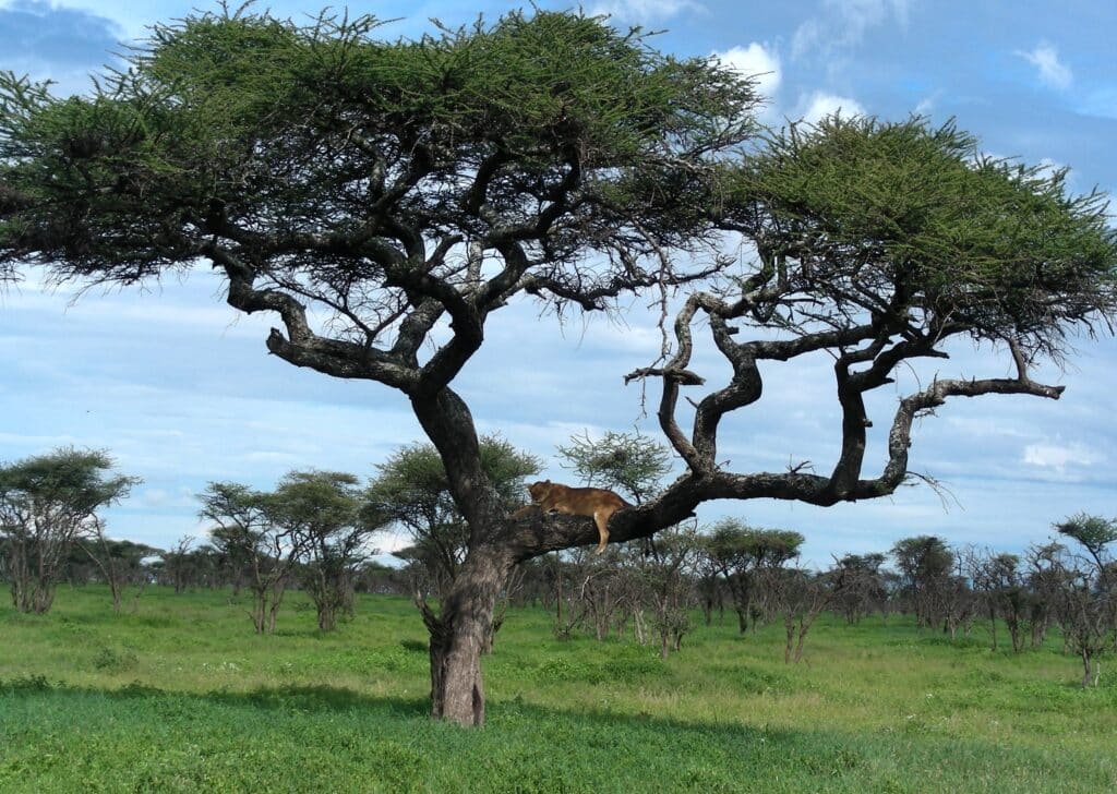 Lions Sleeping in Trees